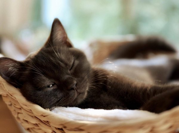 Katze-Koerbchen-auswaehlen-Tipps-und-Empfehlungen