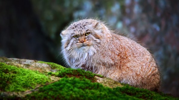 Pallas Cat (Манул)