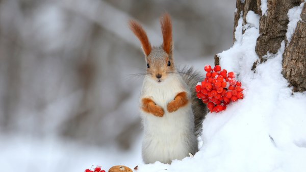 BerrySquirrel ROW7122480645 UHD