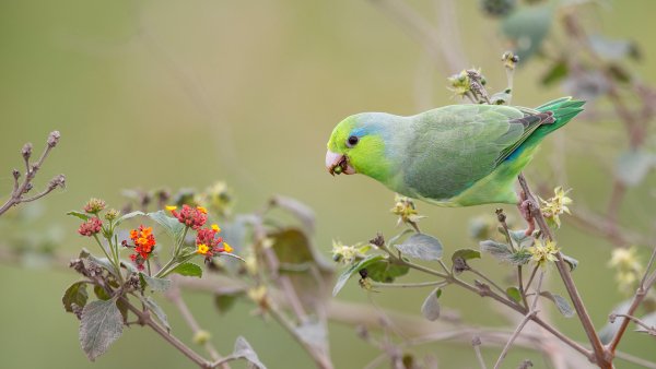 Lock2025-b57 wl pacificparrotletecuador 1368833878 1920x1080