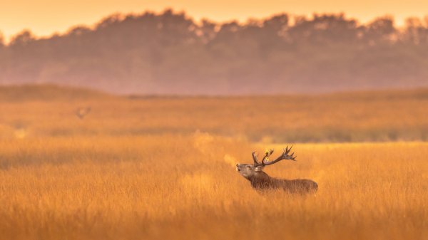 DeerVeluwe ROW5512867028 UHD