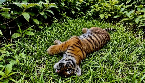 file_103520885
