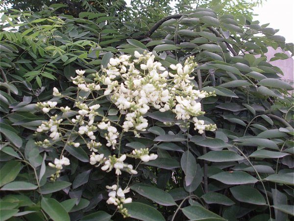 Софора японская (Sophora japonica L.)