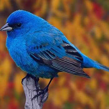 sleep-bird-2