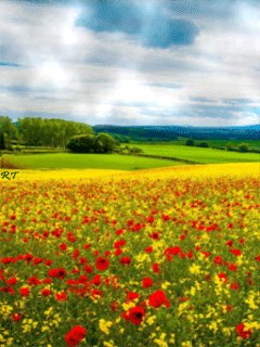 file_48319154