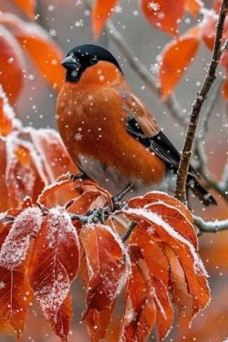 file_98380356
