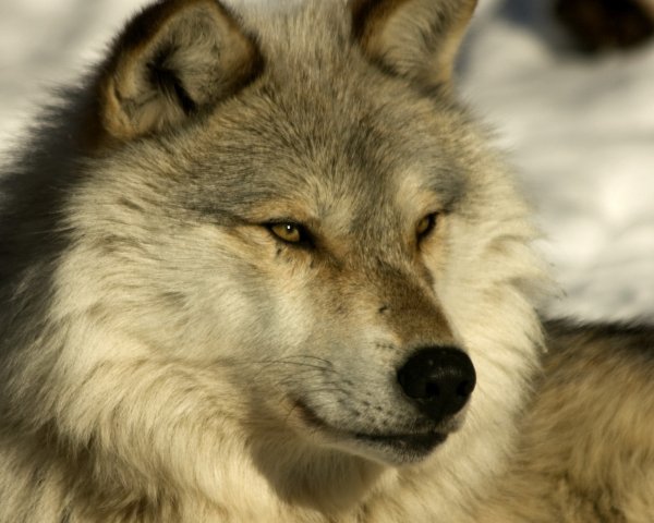 VOLCHIJ VOZHAK