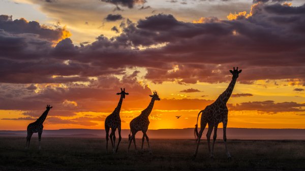 MasaiGiraffe ROW6806132366 UHD