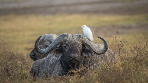 CapeBuffalo ROW0708366233 UHD