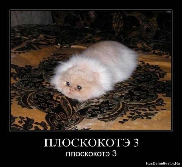 Плоский кот