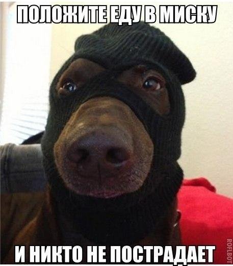Положите еду в миску )))