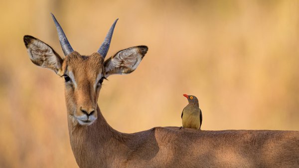 ImpalaOxpecker ROW5017616642 UHD