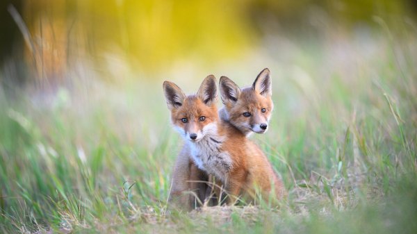FoxSiblings ROW1554598734 UHD