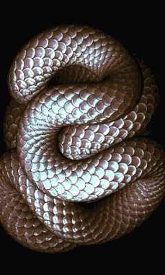 snake 2irblbi1