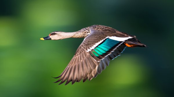 Indianspotbilledduck gettyimages-1369419993 3840x2160