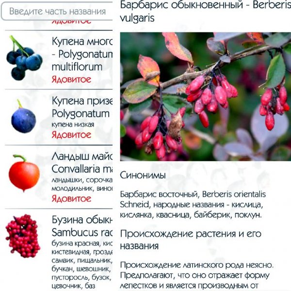 Ягоды Pro (1.0.2)