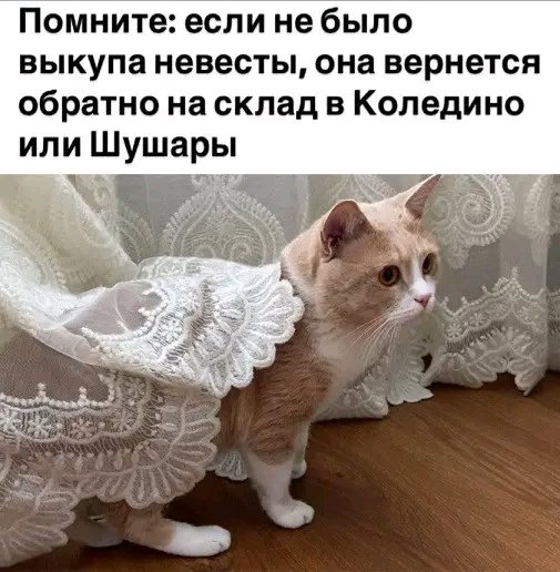 file_103505430