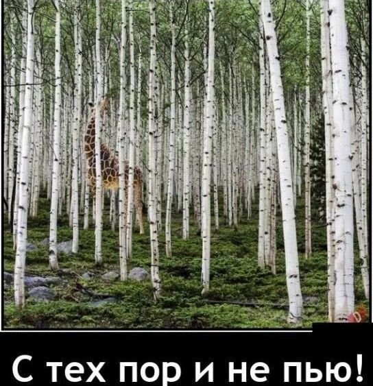 74af86ec 403966154 1065096384912748 898005157547650803 n