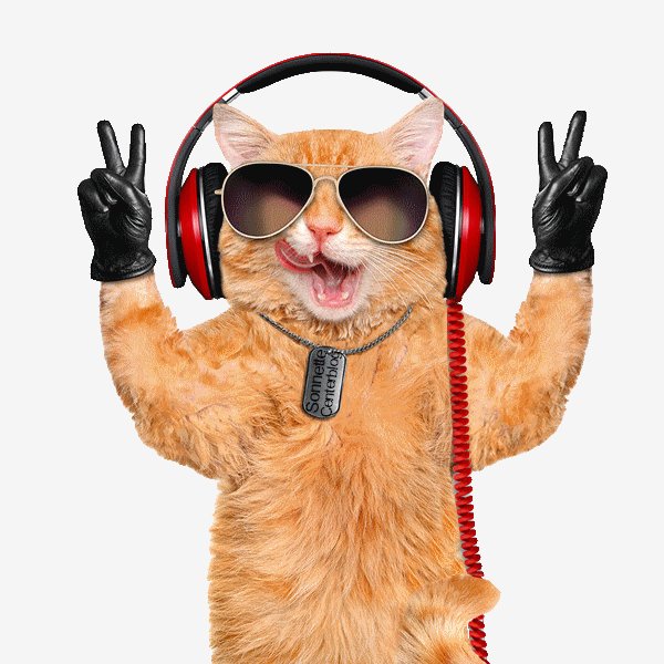 Kot -