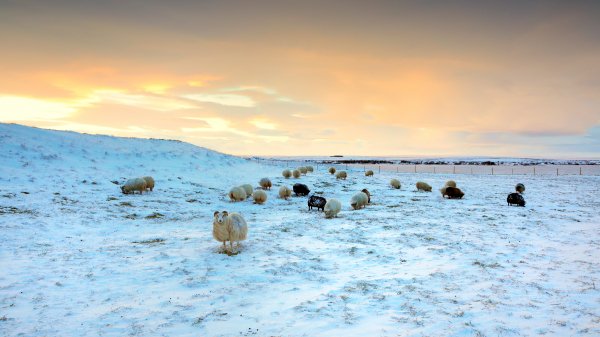 IcelandSheep ROW5964366591 UHD