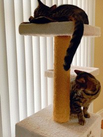 Cats