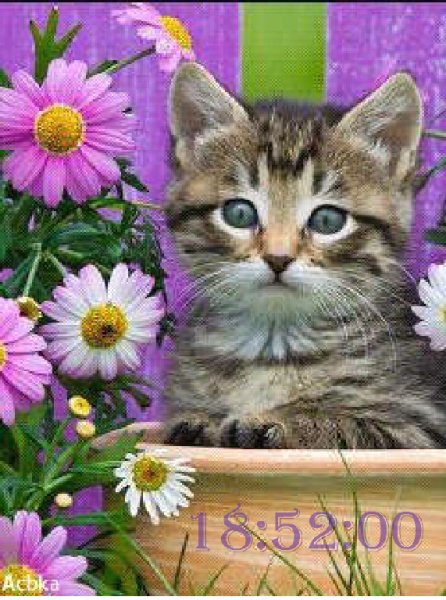 Котик в цветах