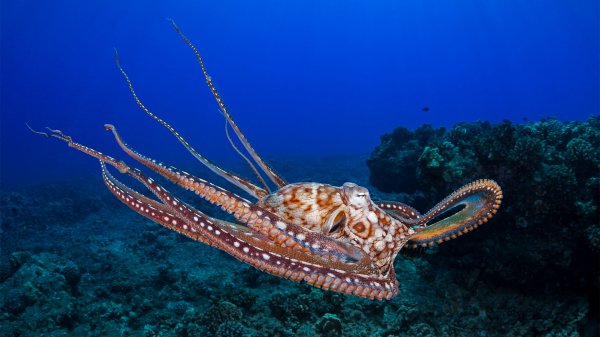 OctopusCyanea ROW4586818693 UHD