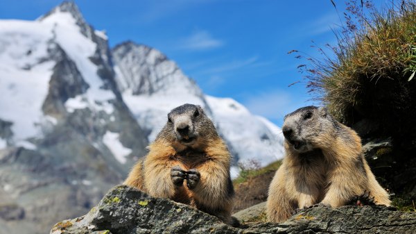 AlpineMarmots ROW2437915597 UHD