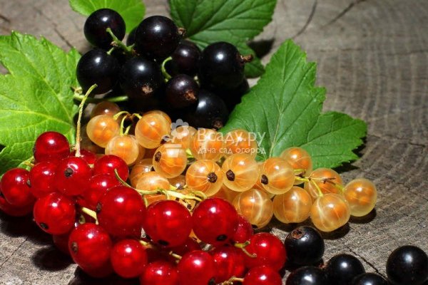 polza-i-vred-smorodina