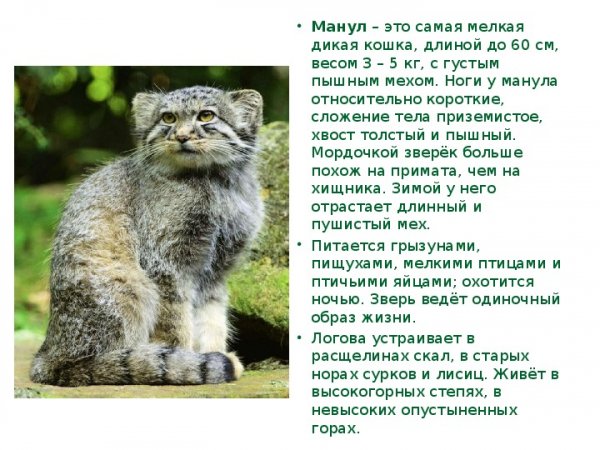 Манул