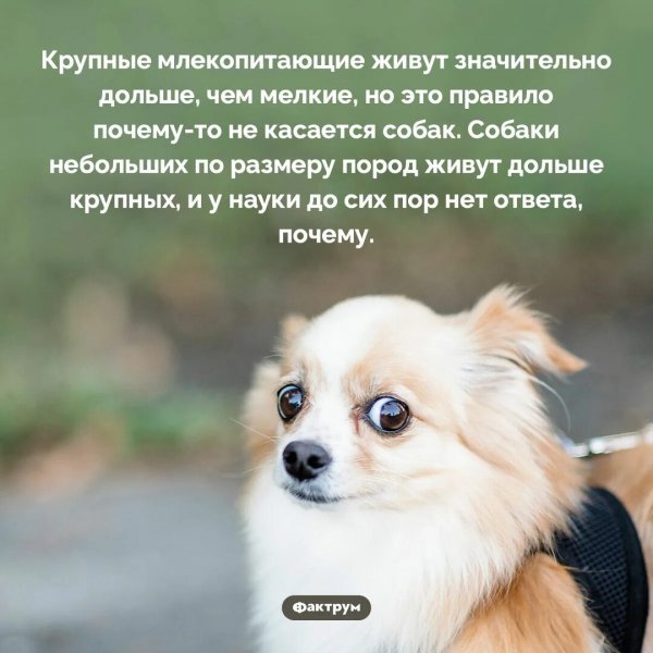 Интересный факт
