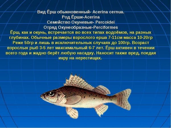 Ёрш обыкновенный