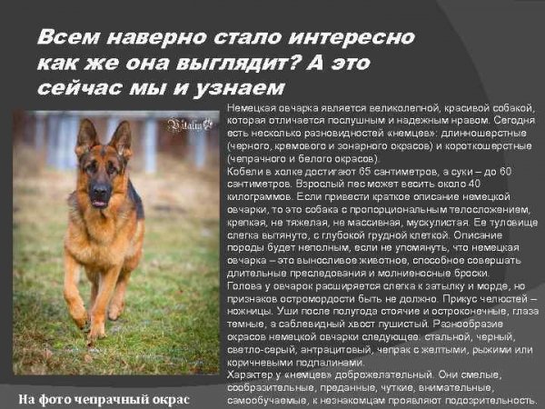 Немецкая овчарка