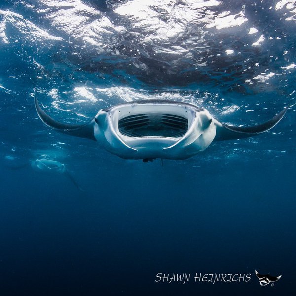 &amp;quot;Racing Extinction&amp;quot;