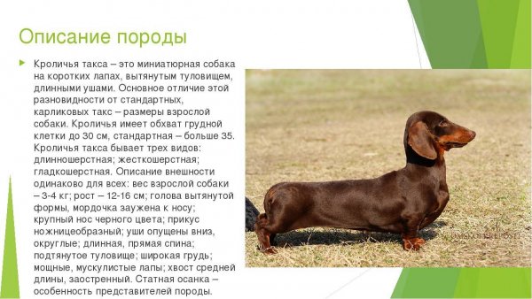 Кроличья такса