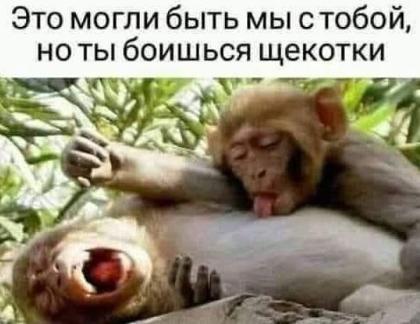 Могли