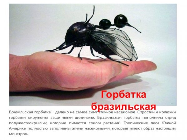 Горбатка бразильская