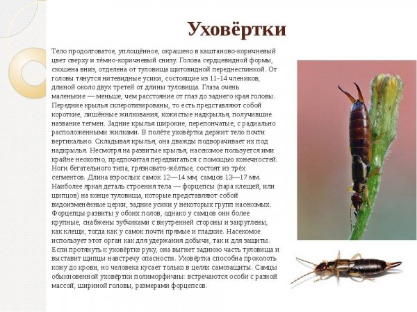 Уховёртки