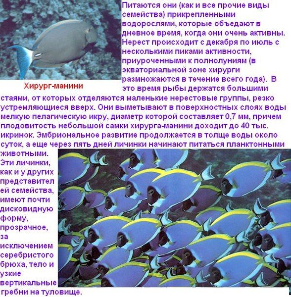 Хирург - манини