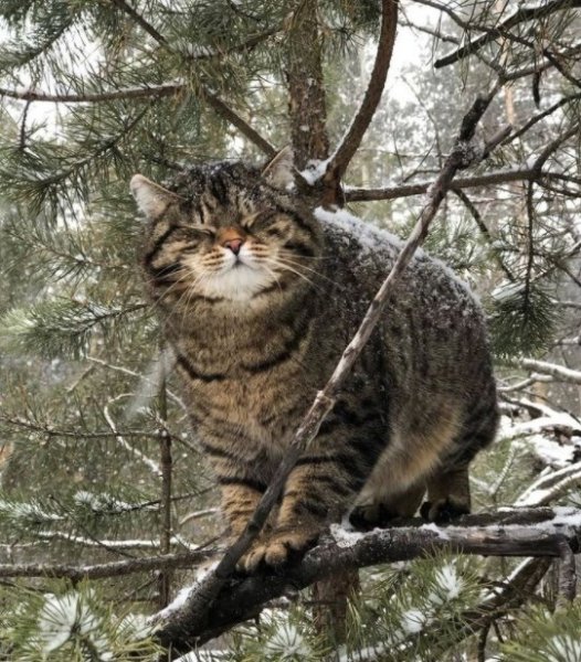 чирик