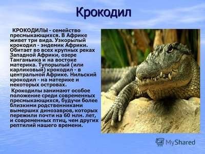 Крокодил