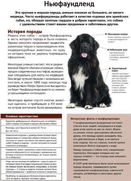 Ньюфаундленд