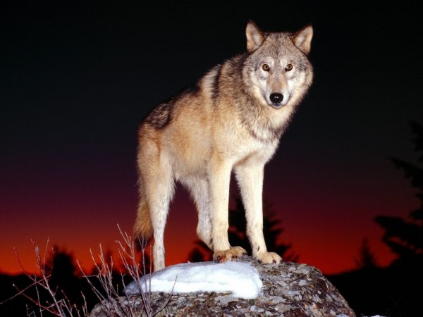 Volf