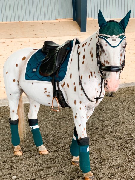 BEST HORSE
