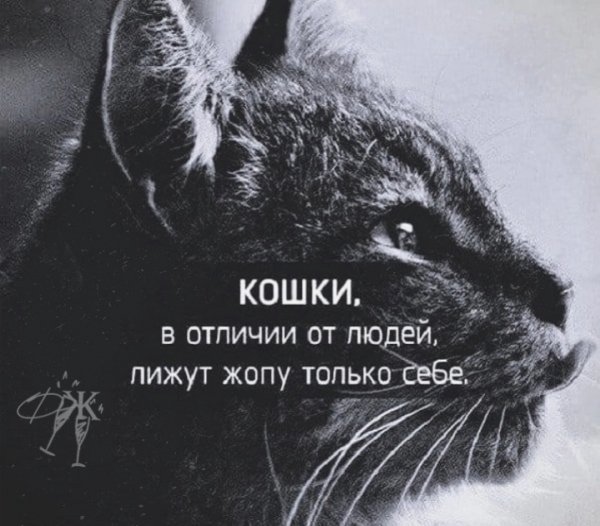 Кошки