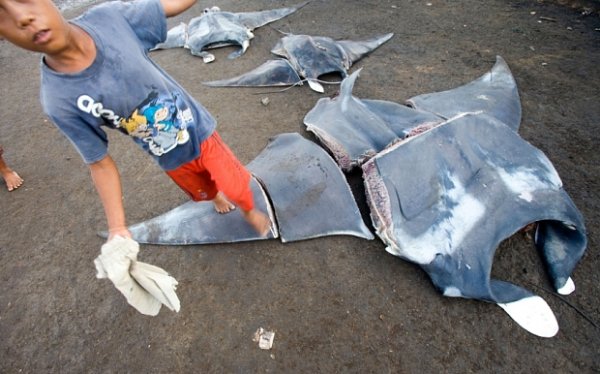 &amp;quot;Racing Extinction&amp;quot;