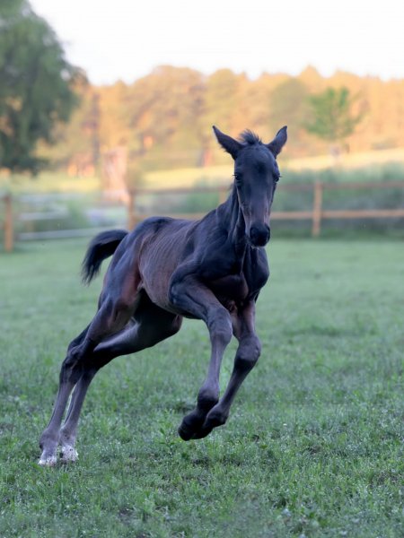 BEST HORSE