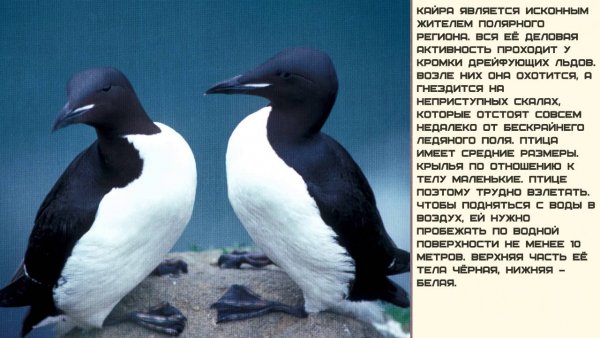Кайра