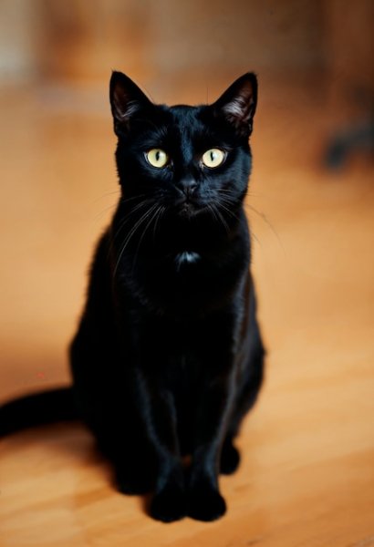 Elegant-portrait-black-cat-indoors 23-2151890796
