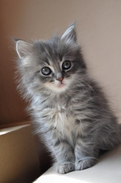 Котенок